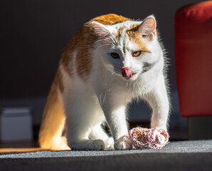 Katze beim Spielen