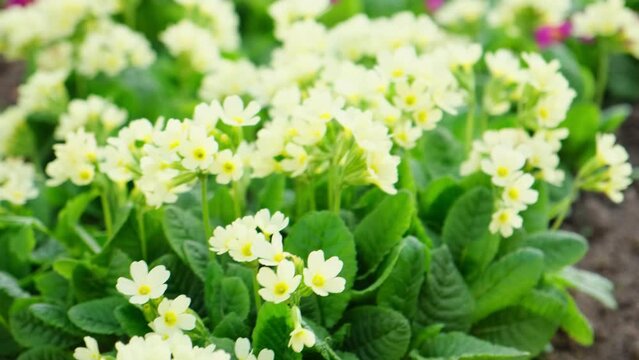 Easter concept. Primrose Primula with yellow flowers in flowerbed in spring time. Inspirational natural floral spring or summer blooming garden or park. Hello spring