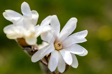 Magnolia stellata or star magnolia white flowers in the garden design.