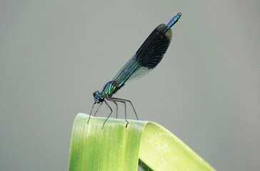 A male banded demoiselle perching on vegetation against a plain background. 