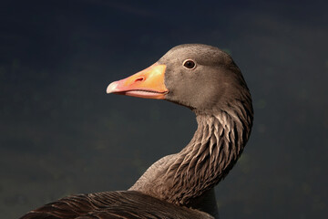 A closeup profile image of a greylag goose against a dark background. 