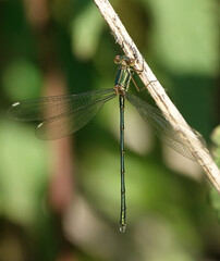 A willow emerald damselfly perching on a reed along a riverbank in summer.  © Nigel Harris