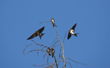 A small flock of swallows at the top of a tree against a blue sky on a summer's day. 