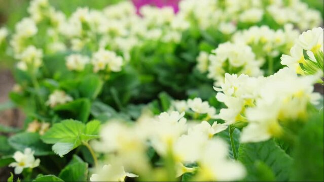 Easter concept. Primrose Primula with yellow flowers in flowerbed in spring time. Inspirational natural floral spring or summer blooming garden or park. Hello spring