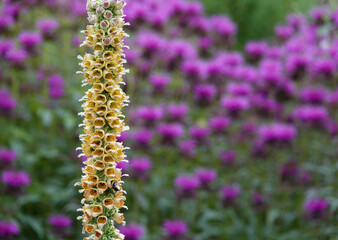 A selective focus shot of a rusty foxglove plant with defocused purple flowers in the background. 