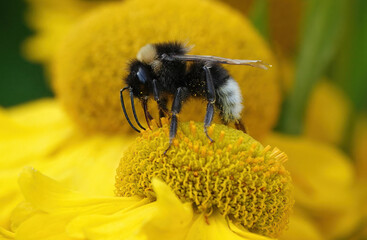 A closeup of a buff-tailed bumblebee on a sneezeweed flowerhead. 