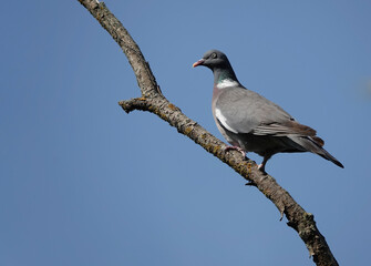 A wood pigeon perching on a tree branch against a clear blue sky. 