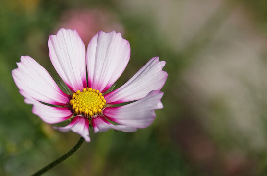A closeup of a colourful garden cosmos flower. 