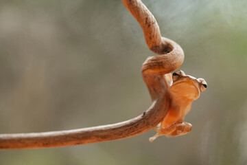Little Tree Frog on the Nice Place