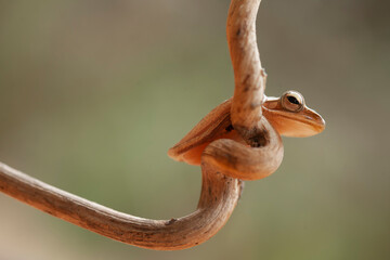 Little Tree Frog on the Nice Place