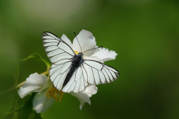 Butterfly black-veined white sitting on the flower with green background. Aporia crataegi