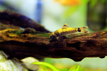 Panda garra freshwater fish - Garra flavatra