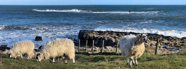 Sheep grazing on the coast of Northumberland in the northeast of England. The sheep are a breed of...