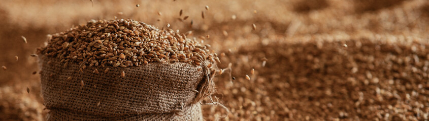 Harvested wheat grain in a linen sack Horizontal images