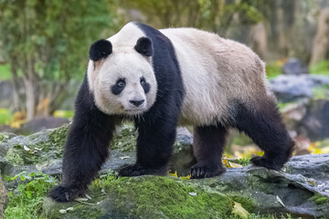 A giant panda walking, portrait 