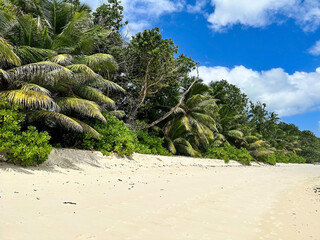 A secluded beach on a tropical island.  Thickets of palms and tropical trees. Clouds in a blue sky. Seychelles.