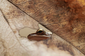 Little Tree Frog on the Nice Place
