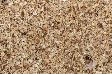 Beautiful wooden fracture old oak, natural texture close up
