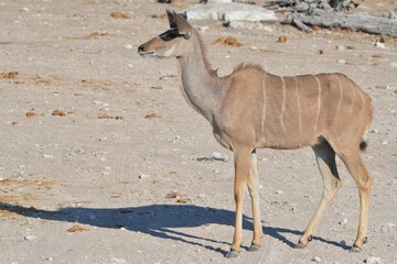 Portrait of a female greater Kudu, Etosha NP, Namibia