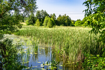 Beautiful grass swamp reed growing on shore reservoir in countryside
