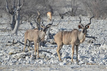 Naklejka na ściany i meble A pair of greater kudus, Etosha National Park, Namibia