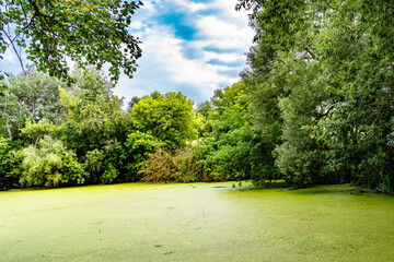 Beautiful grass swamp reed growing on shore reservoir in countryside