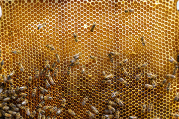 Abstract hexagon structure is honeycomb from bee hive filled