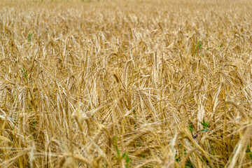 Photography on theme big wheat farm field for organic harvest