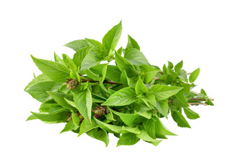 sweet basil isolated on transparent png