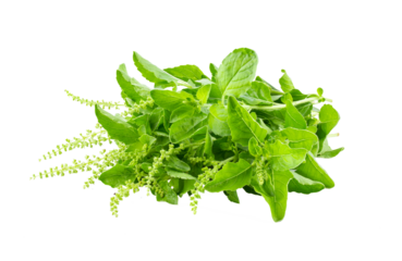 Holy Basil,Ocimum sanctum isolate on transparent png
