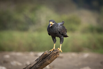 The common black hawk (Buteogallus anthracinus) is a bird of prey in the family Accipitridae, which also includes the eagles, hawks, and Old World vultures.