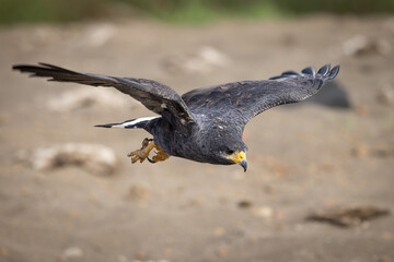 The common black hawk (Buteogallus anthracinus) is a bird of prey in the family Accipitridae, which...