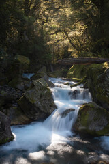 A roaring creek along the Lake Marian track in the Fiordland National Park with afternoon sunlight filtering through the rainforest canopy.