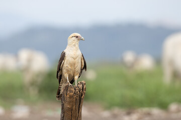The yellow-headed caracara (Daptrius chimachima) is a bird of prey in the family Falconidae. It is found in tropical and subtropical South America and the southern portion of Central America. Unlike t