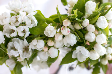 spring flowers of a blooming pear on a white background. The blossoming flowers of a fruit tree.