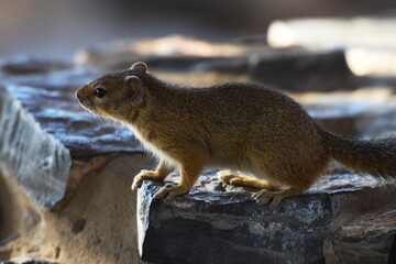 Afrikanisches Buschhörnchen (Paraxerus) am Wasserloch Halali im Etoscha Nationalpark in Namibia.