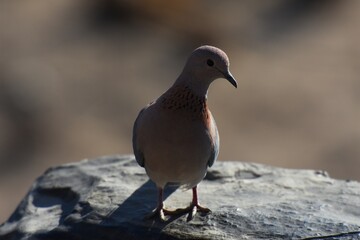 Taube im Etoscha Nationalpark in Namibia. 