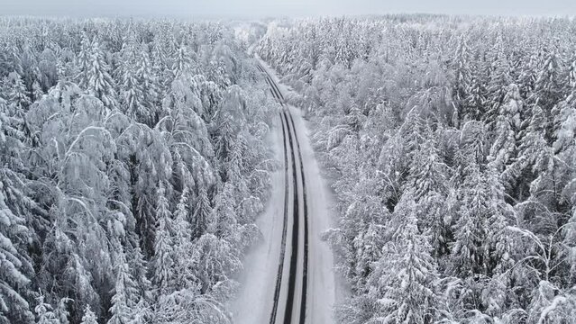The road in forest after snowstorm. Trees with droopy branches near the road. Plateliai, Lithuania.