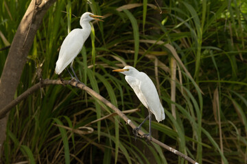 The great egret (Ardea alba), also known as the common egret, large egret, or (in the Old World) great white egret or great white heron is a large, widely distributed egret.