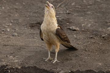 Fototapeta premium The yellow-headed caracara (Daptrius chimachima) is a bird of prey in the family Falconidae. It is found in tropical and subtropical South America and the southern portion of Central America.