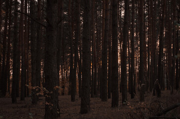 Fototapeta premium dark trees in the forest