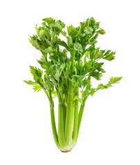 Fresh celery isolated on transparent png