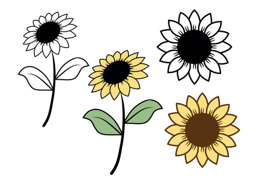 Sunflowers hand drawn isolated on a white background. Vector illustration minimalist style