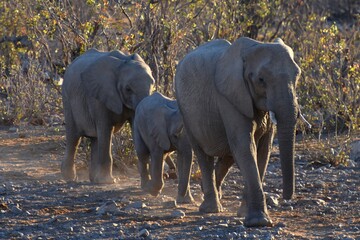 Elefanten auf dem Weg ans Wasserloch Halali im Etoscha Nationalpark in Namibia. 