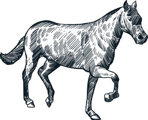 Vintage hand drawn sketch black horse