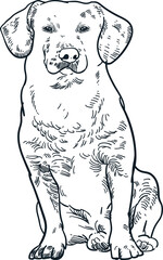 Fototapeta na wymiar Vintage hand drawn sketch labrador puppy