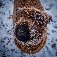 Babydoll Lamb's first snow