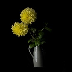Two yellow dahlias in a vase against a black background