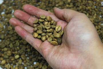 portrait of coffee beans in hand
