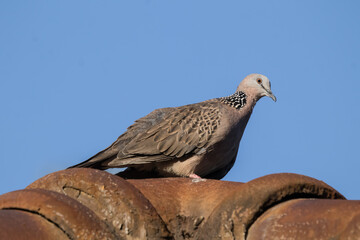 Brown Pigeon sitting on house roof